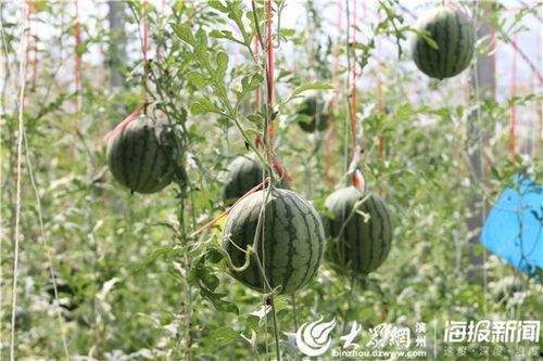 临沧网红吃瓜事件视频最新,一场网络狂欢背后的真相揭秘